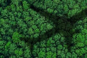Go Green: Collins Aerospace Sustainability Solutions Today Innovating the Future of Flight with Reliable Aviation Solutions Go Green: Collins Aerospace Sustainability Solutions Today | Innovating the Future of Flight with Reliable Aviation Solutions